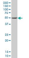 Anti-SEPT10 Mouse Polyclonal Antibody