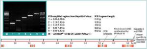 First strand cDNA synthesis kit