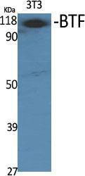 Western blot analysis of various cells using Anti-BCLAF1 Antibody