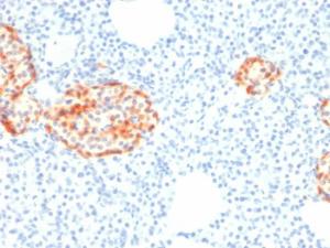 Immunohistochemical analysis of formalin-fixed, paraffin-embedded human pancreas using Anti-Chromogranin A Antibody [rCHGA/798]