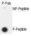 Anti-Separin Rabbit Polyclonal Antibody