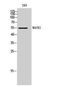 Western blot analysis of 293 cells using Anti-WASF2 Antibody