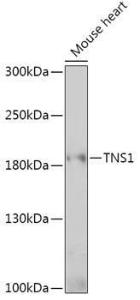 Antibody A307886-100 100 µl