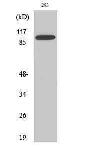 Western blot analysis of A549 cells using Anti-BCLAF1 Antibody