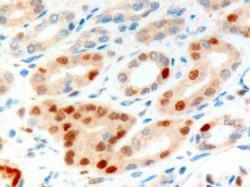 Anti-ANLN Antibody (A83964) (10 µg/ml) staining of paraffin embedded Human Kidney. Microwaved antigen retrieval with Tris/EDTA buffer pH9, HRP-staining