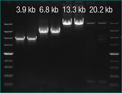 Maxima™ H minus first strand cDNA synthesis kits