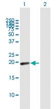 Anti-MYL7 Mouse Polyclonal Antibody