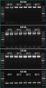 Maxima™ H minus first strand cDNA synthesis kits