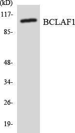 Western blot analysis of the lysates from HeLa cells using Anti-BCLAF1 Antibody