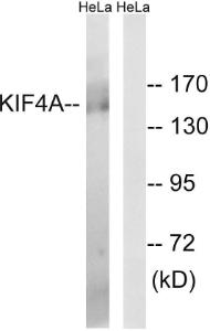 Western blot analysis of lysates from HeLa cells using Anti-KIF4A Antibody. The right hand lane represents a negative control, where the antibody is blocked by the immunising peptide.