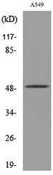 Western blot analysis of lysate from A549 cells using Anti-EEF1A-pan (acetyl Lys41) Antibody