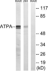 Antibody anti-ATP5A1 A96952-100 100 µg