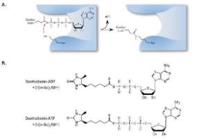 Desthiobiotin probes, ActivX™