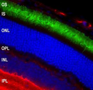 Immunofluorescent analysis of mouse retina section stained with Anti-Rhodopsin Antibody [A531] (A85374), at a dilution of 1:2,000, in green, and co-stained with Anti-GAP43 Antibody (A85394), at a dilution of 1:1000 in red. The nuclear DNA is visualised in blue using Hoechst staining.