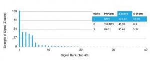 Analysis of protein array containing more than 19,000 full-length human proteins using Anti-BNP Antibody [NPPB/4493] Z-Score and S- Score