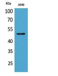 Western blot analysis of A549 cells using Anti-EEF1A-pan (acetyl Lys41) Antibody