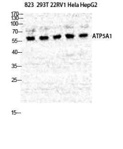 Antibody anti-ATP5A1 A96952-100 100 µg