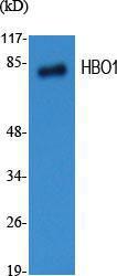 Antibody anti-MYST2 100 µg