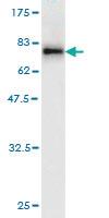 Anti-IRF9 Mouse Monoclonal Antibody [clone: 1C10]