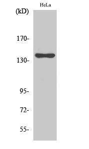 Western blot analysis of various cells using Anti-KIF4A Antibody