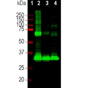 Western blot analysis of retinal lysates from different species using Anti-Rhodopsin Antibody [A531] (A85374), at a dilution of 1:5000, in green