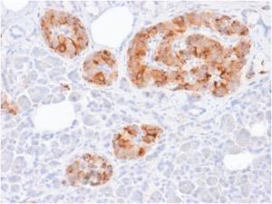 Immunohistochemical analysis of formalin-fixed, paraffin-embedded human pancreas using Anti-Chromogranin A Antibody [rCHGA/413]