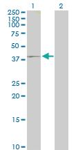 Anti-IQCD Mouse Polyclonal Antibody