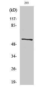 Antibody anti-ATP5A1 A96952-100 100 µg