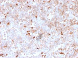 Antibody A248999-100 100 µg