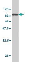 Anti-IRF9 Mouse Monoclonal Antibody [clone: 1D11]