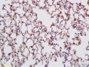 Anti-UHRF1/2 Rabbit Polyclonal Antibody