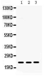 Anti-CXCL9 Rabbit Polyclonal Antibody