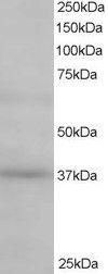 Anti-ATP6AP2 Antibody (A83969) staining (05 µg/ml) of Human Kidney lysate (RIPA buffer, 35 µg total protein per lane) Primary incubated for 1 hour Detected by chemiluminescence