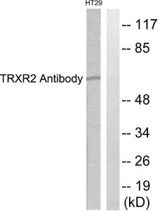 Western blot analysis of lysates from HT29 cells using Anti-TRXR2 Antibody. The right hand lane represents a negative control, where the antibody is blocked by the immunising peptide.