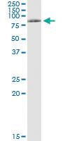 Anti-SYN3 Polyclonal Antibody Pair