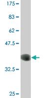 Anti-CLK3 Mouse Monoclonal Antibody [clone: 7D6]