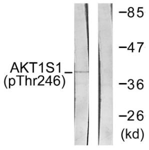 Western blot analysis of lysates from HepG2 cells treated with PDGF 50 ng/ml 30' using Anti-Akt1 S1 (phospho Thr246) Antibody. The right hand lane represents a negative control, where the antibody is blocked by the immunising peptide