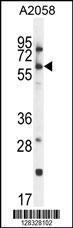 Anti-CCDC148 Rabbit Polyclonal Antibody (APC (Allophycocyanin))