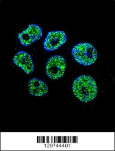 Anti-DCAF8L2 Rabbit Polyclonal Antibody (FITC (Fluorescein Isothiocyanate))