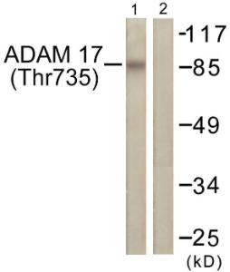 Western blot analysis of lysates from K562 cells treated with UV 5' using Anti-ADAM 17 (phospho Thr735) Antibody. The right hand lane represents a negative control, where the antibody is blocked by the immunising peptide