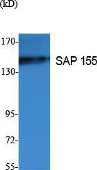 Western blot analysis of extracts from K562 cells using Anti-SAP 155 Antibody