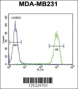 Anti-CJ119 Rabbit Polyclonal Antibody