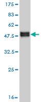 Anti-TWF1 Mouse Monoclonal Antibody [clone: 1E2]