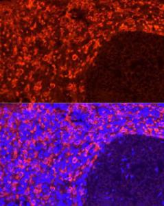 Immunofluorescence analysis of human spleen cells using Anti-CD163 Antibody [ARC58325] (A309302) at a dilution of 1:200 (40X lens). DAPI was used to stain the cell nuclei (blue)