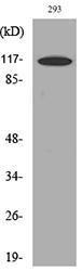 Western blot analysis of lysate from 293 cells using Anti-ATP2A2 Antibody