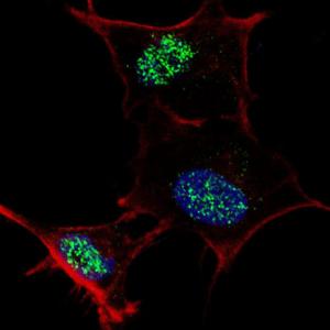 Anti-KLF4 Rabbit Polyclonal Antibody (Biotin)