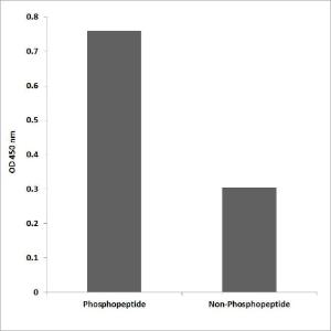 Anti-NMDAR1 (phospho Ser896) antibody