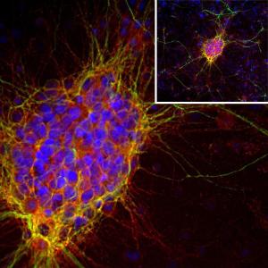 Antibody anti-doublecortin 3E1 50 µl