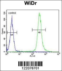 Anti-ANXA7 Rabbit Polyclonal Antibody