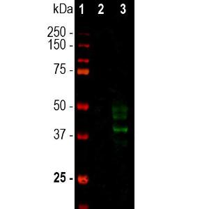 Antibody anti-doublecortin 3E1 50 µl